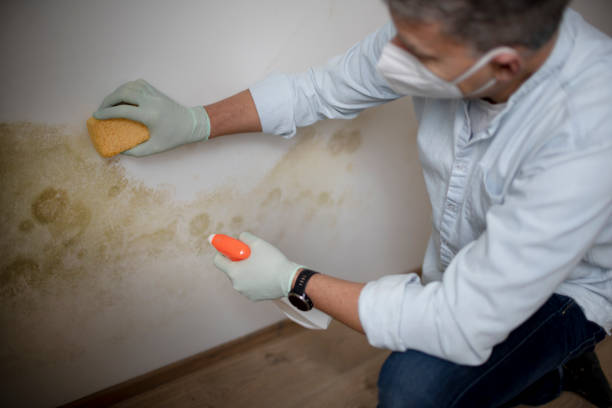Best Kitchen Mold Remediation in Arlington, WA