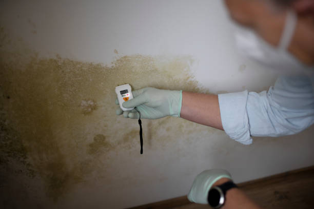 Best Basement Mold Remediation in Arlington, WA