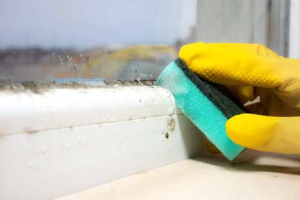 Best Attic Mold Remediation in Arlington, WA