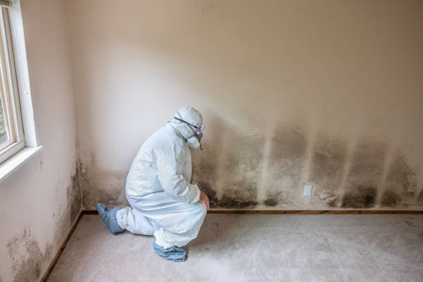 Best White Mold Remediation in Arlington, WA