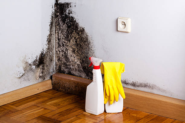 Best Black Mold Remediation in Arlington, WA