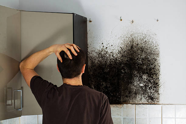 Best Localized Mold Remediation (e.g., coastal areas, humid climates) in Arlington, WA