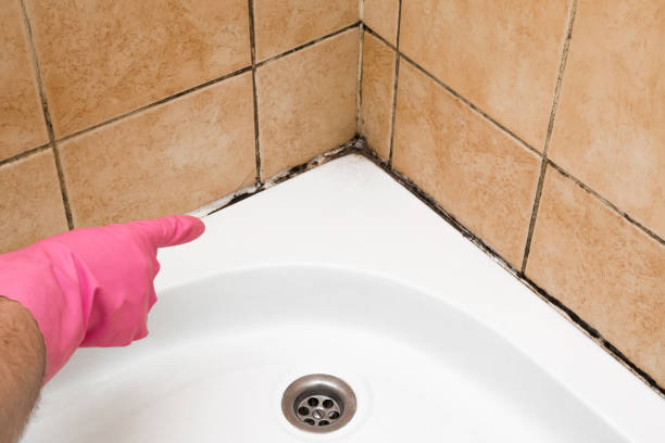 Best Post-Flood Mold Remediation in Arlington, WA